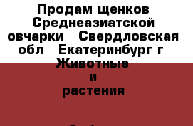 Продам щенков Среднеазиатской овчарки - Свердловская обл., Екатеринбург г. Животные и растения » Собаки   . Свердловская обл.